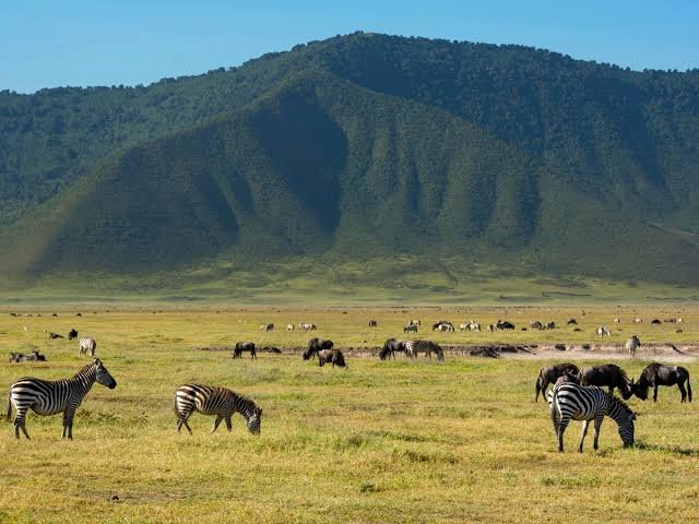 Ngorongoro Crater Big Five Wildlife in a Volcanic Landscape