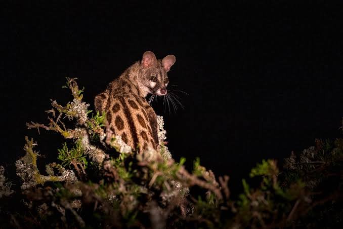 Luxury Night Game Drive in Akagera Rwanda