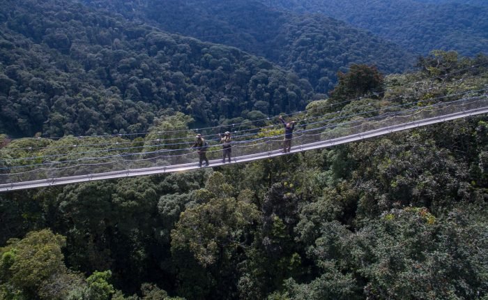 Nyungwe canopy walk experience in Rwanda