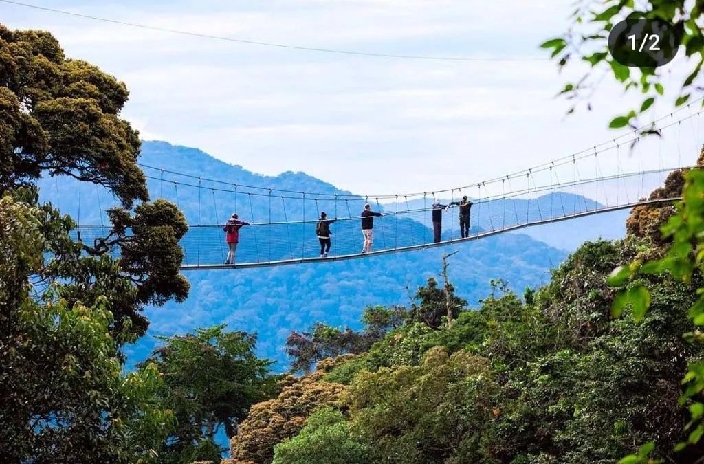 Nyungwe Canopy Walk Rwanda
