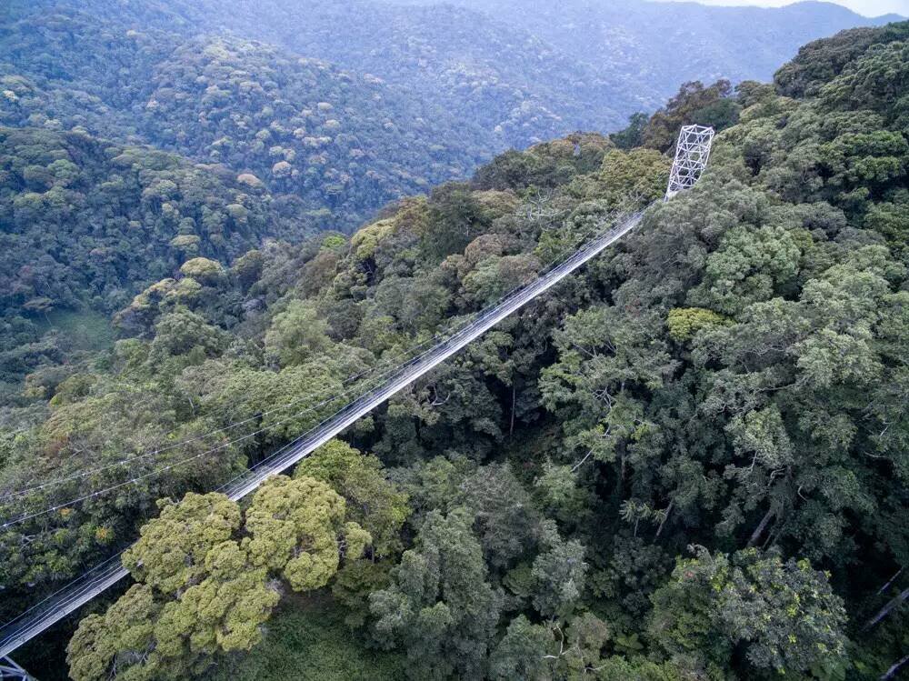 Nyungwe Canopy Walk Rwanda