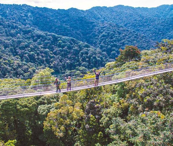 What Is the Nyungwe Canopy Walk Experience Like? with Nyungwe chimpanzee trekking