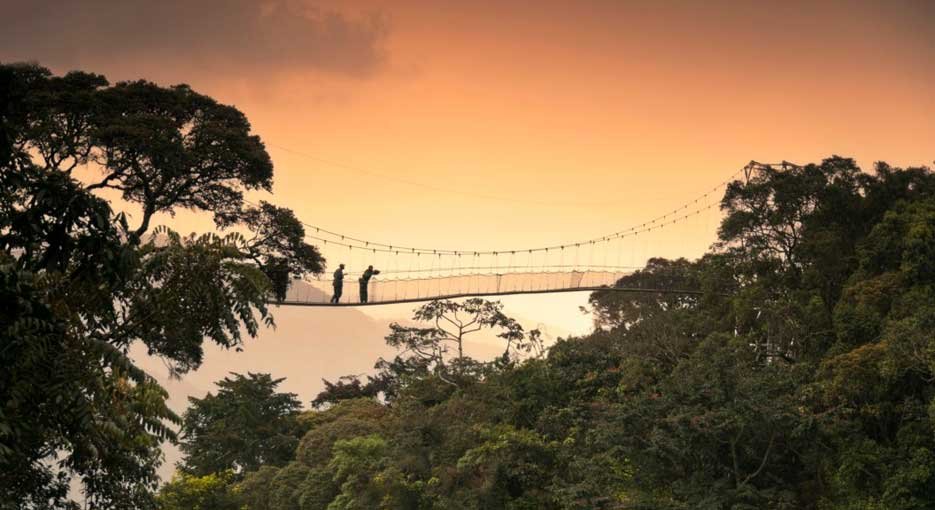 What Is the Nyungwe Canopy Walk Experience Like? inside Nyungwe Forest National Park