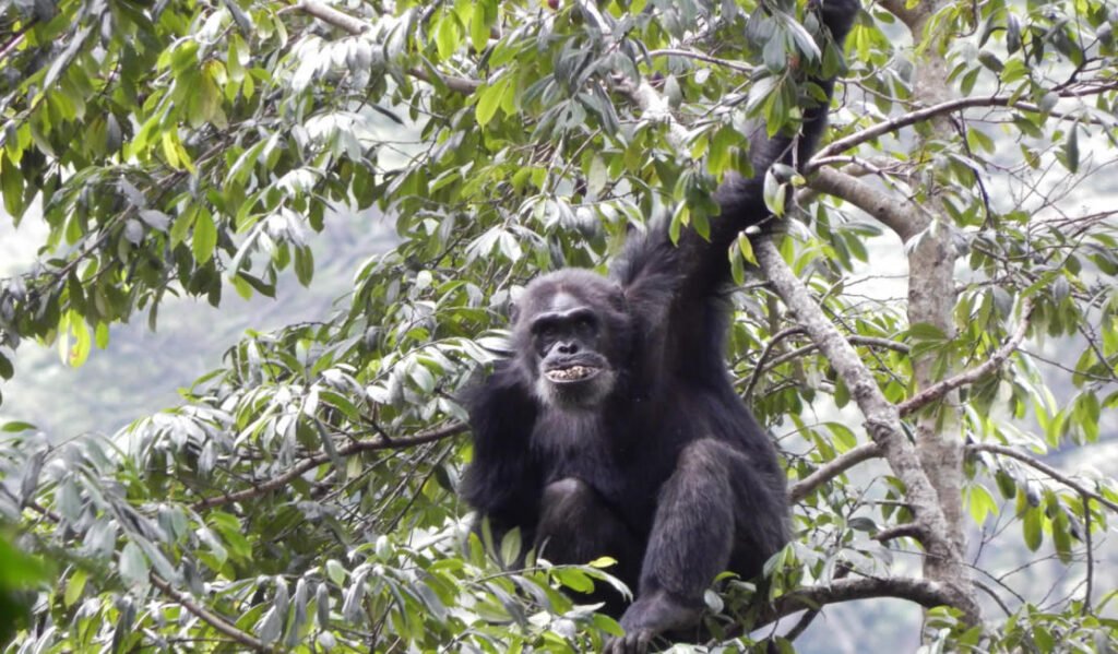 A Rwanda All National Parks Safari takes travellers beyond Rwanda’s famous mountain gorillas and reveals just how varied the country truly is. Within one private journey, visitors can walk through mist-covered volcanic forest in search of mountain gorillas, cross savannah looking for lions and rhinos, enter ancient rainforest to track chimpanzees and then explore the quieter conservation landscape of Gishwati-Mukura. The distances between these