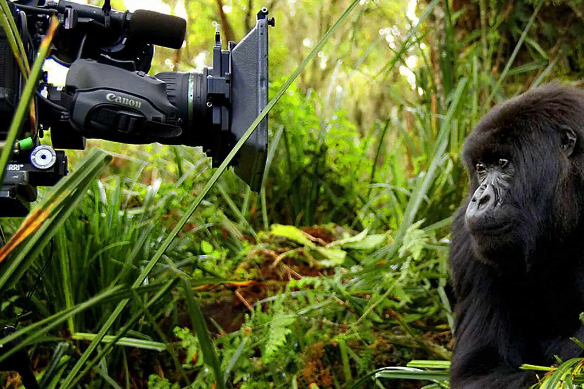 Camera body choices for Rwanda gorilla trekking photography