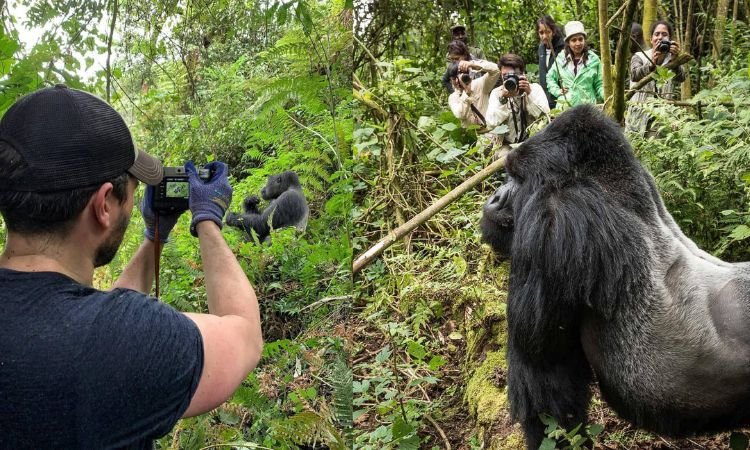 One gorilla trek or two for serious photographers in Rwanda