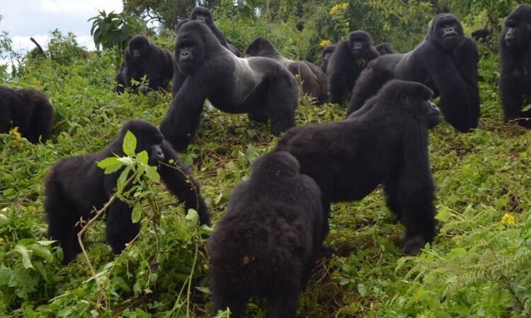 Is Rwanda Worth Visiting for a Safari?