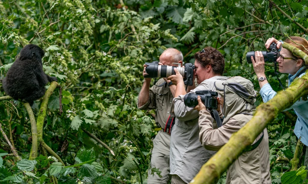 Gorilla Trekking Rwanda for Photographers is about capturing moments that tell powerful stories, and few wildlife experiences