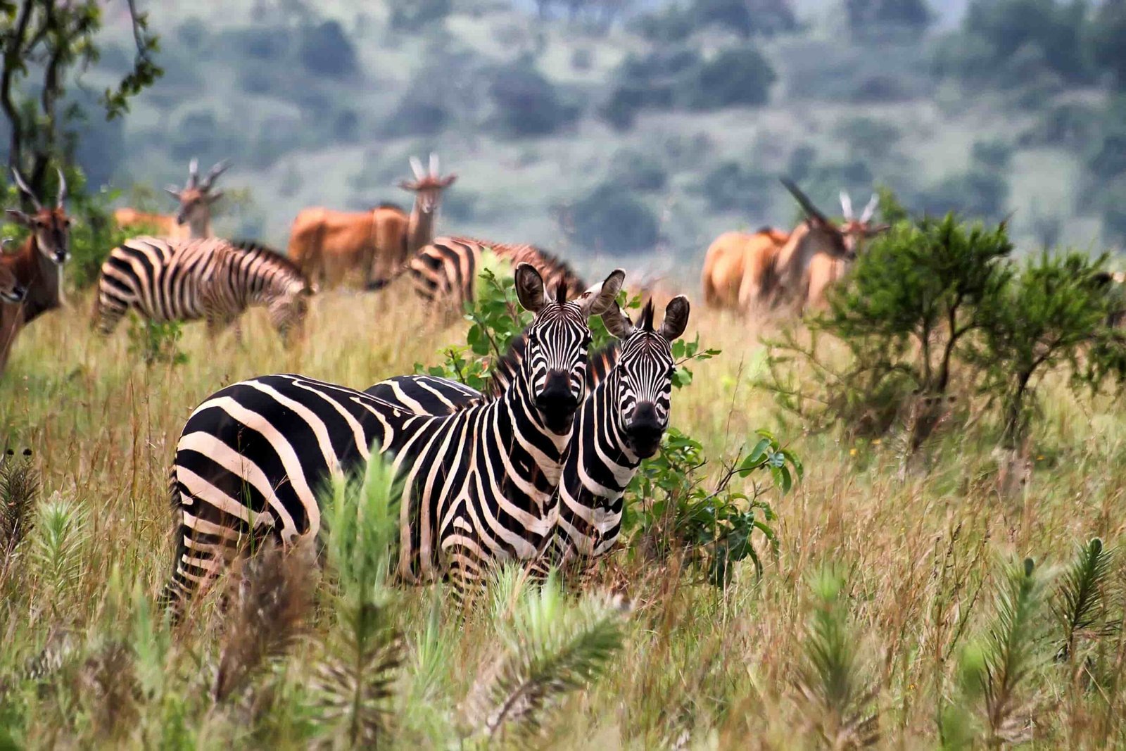 Wildlife safari experience in Rwanda with unforgettable nature encounters