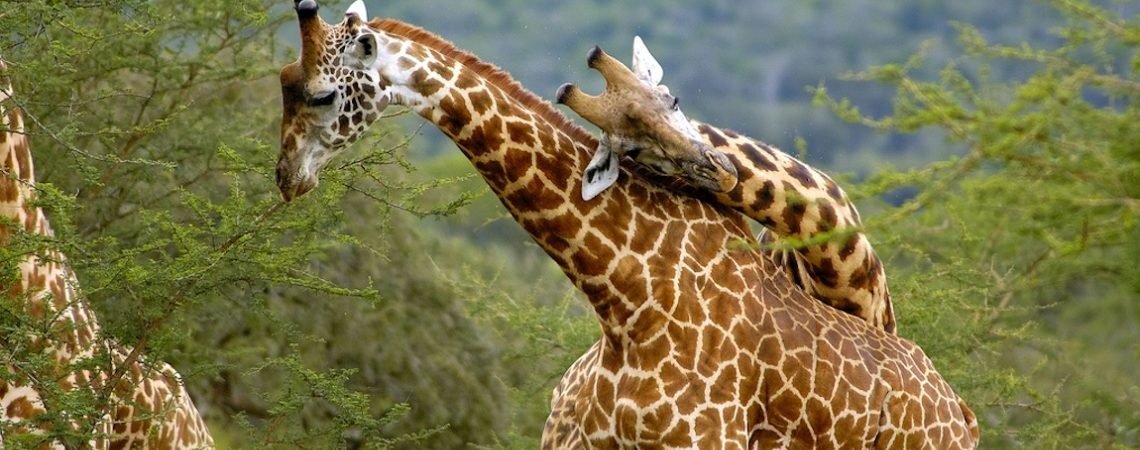 Rwanda offers one of Africa's most memorable wildlife experiences