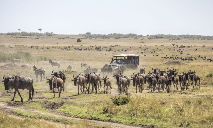 Rwanda and Kenya Safari
