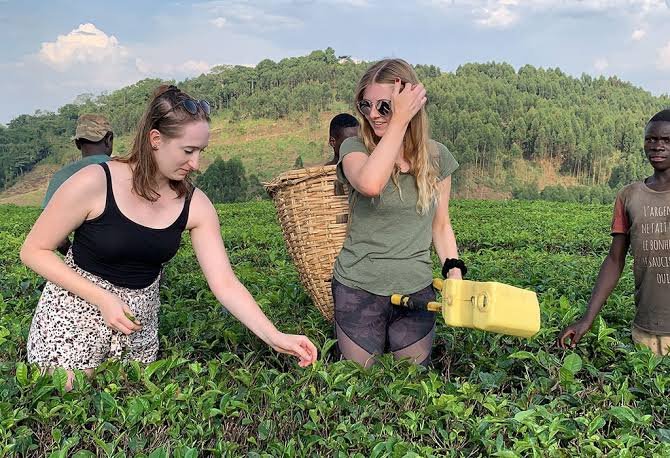 Beautiful tea plantations in Rwanda countryside