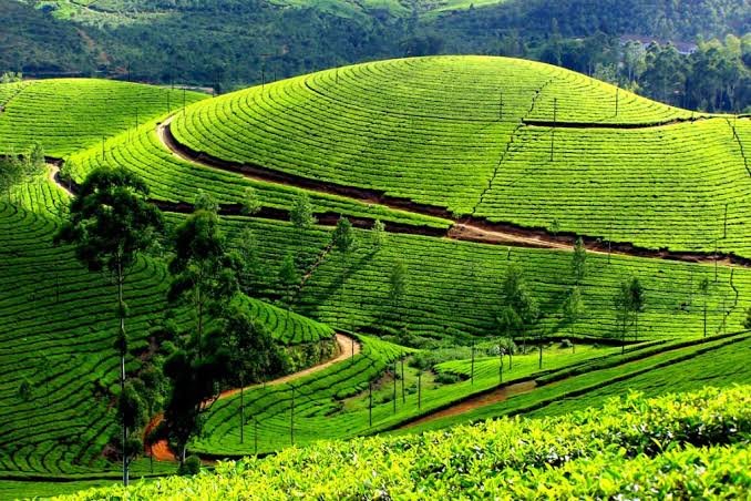 Scenic countryside experience among Rwanda tea plantations