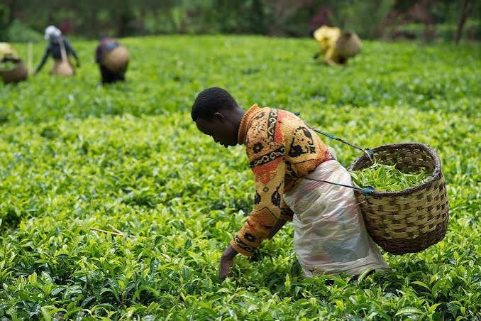 Rwanda tea plantations and scenic countryside landscapes