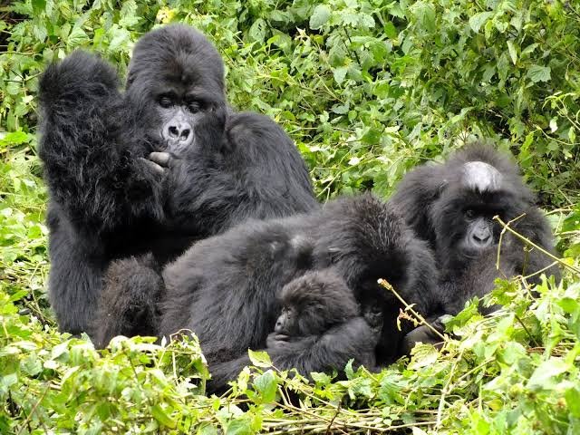 What Are the Best Gorilla Families to Visit in Rwanda? Sabyinyo Gorilla Family