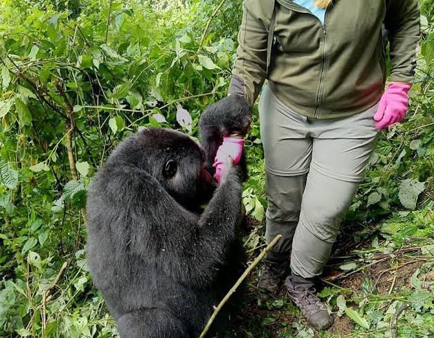 Solo gorilla trekking experience in Rwanda