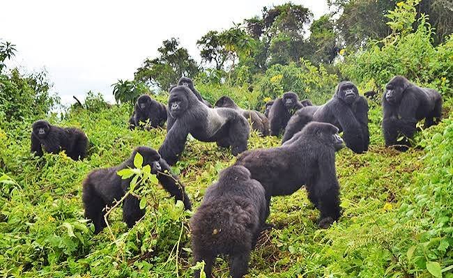 Susa gorilla family in Rwanda