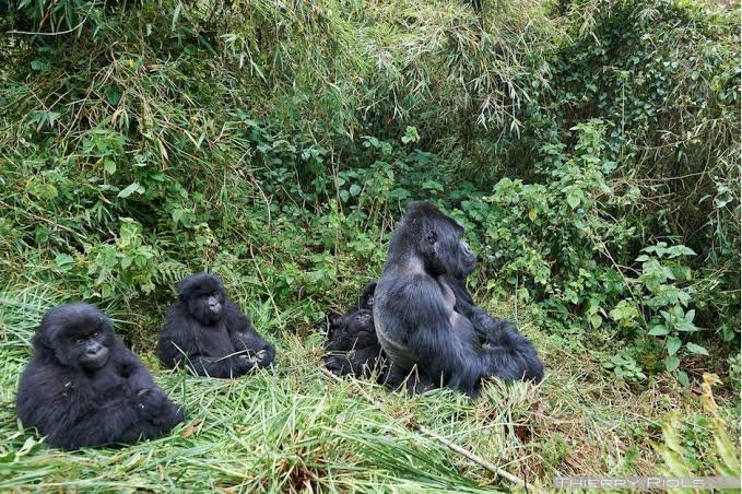 Susa Gorilla Family in Rwanda
