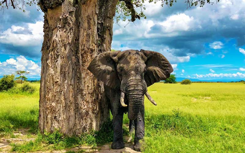 Tarangire National Park Elephants and Baobabs