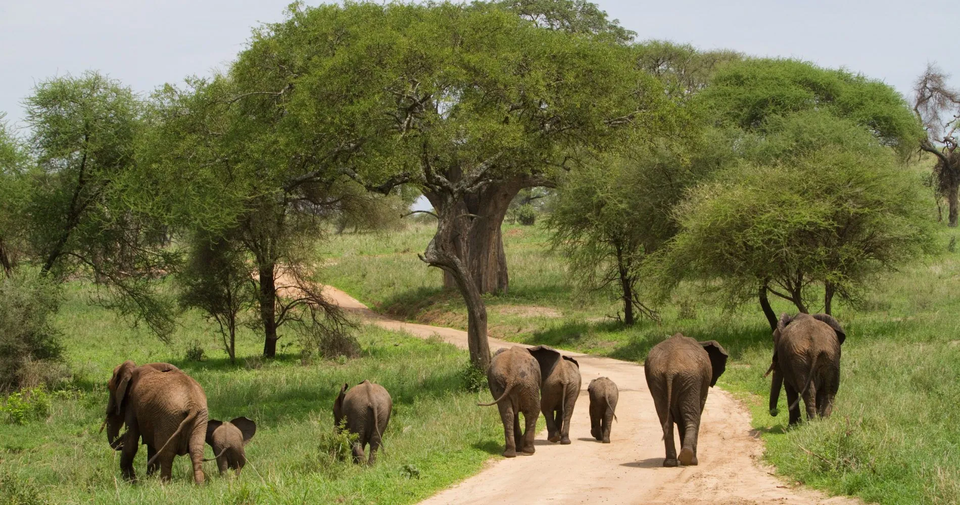 Tarangire National Park Elephants and Baobabs