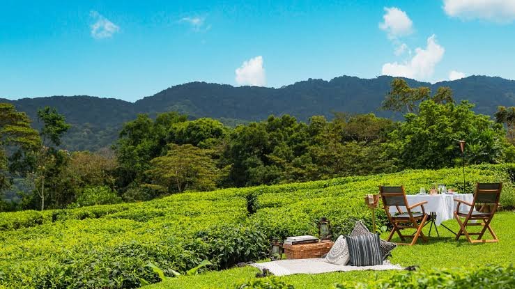 Tea Experiences at OneOnly Nyungwe House Rwanda