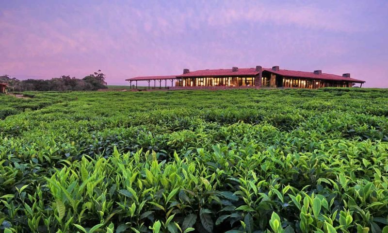 Tea Experiences at OneOnly Nyungwe House Rwanda