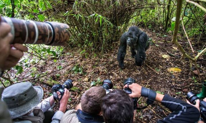 Best lens for Rwanda gorilla trekking photography experience