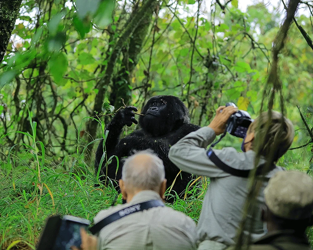 Gorilla trekking photography experience in Rwanda