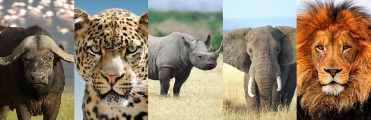 The Big Five Animals You Can See on a Big Five Safari in Rwanda