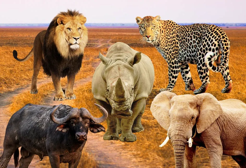 A Big Five Safari Rwanda is unique because it combines traditional African wildlife viewing with Rwanda’s exceptional conservation approach and intimate safari atmosphere. Unlike larger safari destinations where travellers may spend long hours travelling between wildlife areas,
