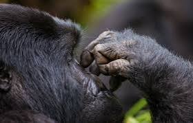 Emotional Connection of Gorilla and Chimpanzee Safari Rwanda