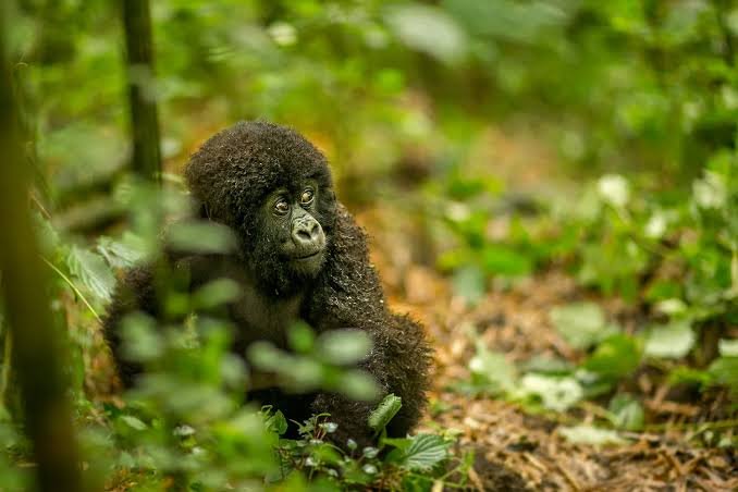 Luxury Rwanda Safari Experience
