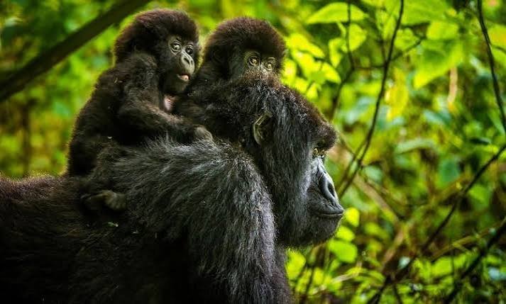 The Luxury Meaning of a Rwanda Safari