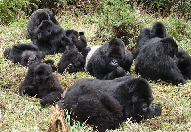 Titus Gorilla Family in Rwanda