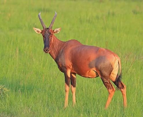 What Animals Can You See on Safari in Rwanda? Topi antelope