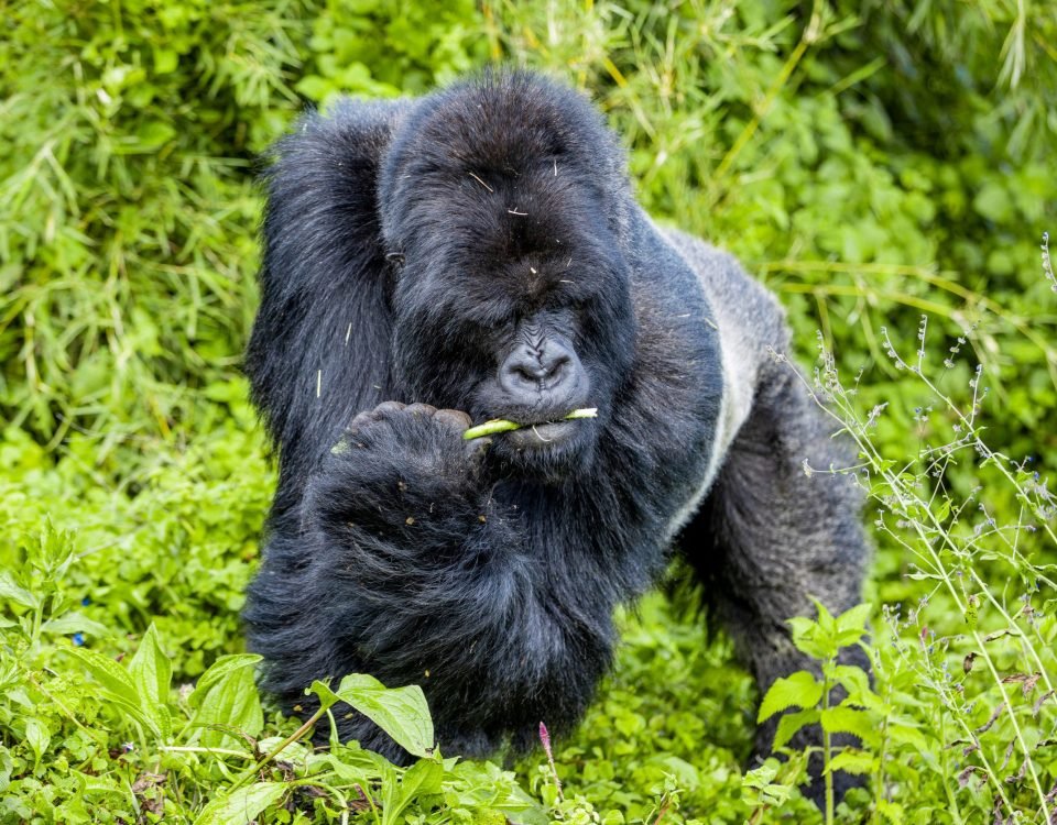 Umubano Gorilla Family in Rwanda