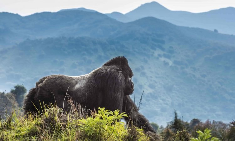 2 Days Luxury Gorilla Trekking Safari in Rwanda