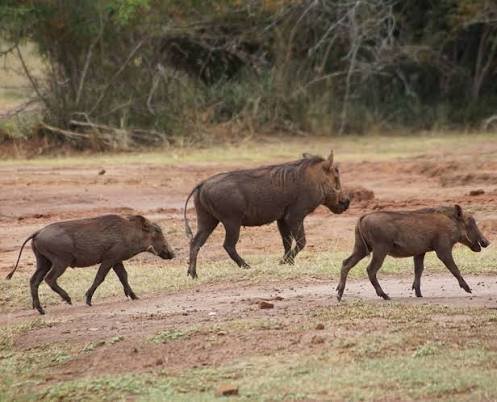 What Animals Can You See on Safari in Rwanda? Warthog