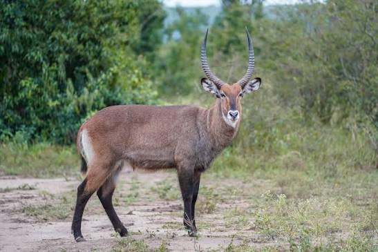 What Animals Can You See on Safari in Rwanda? Waterbuck