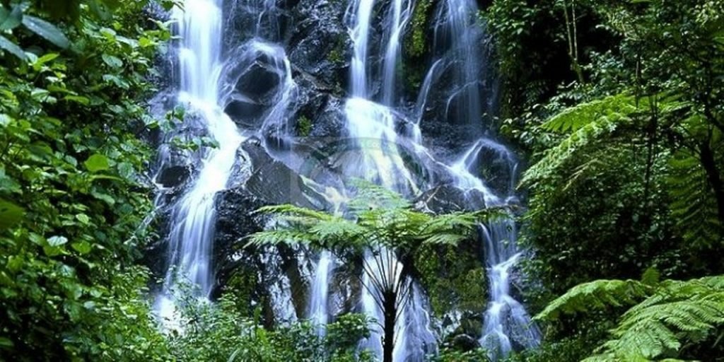 Waterfalls and Scenic Forest Experiences in Nyungwe National Park