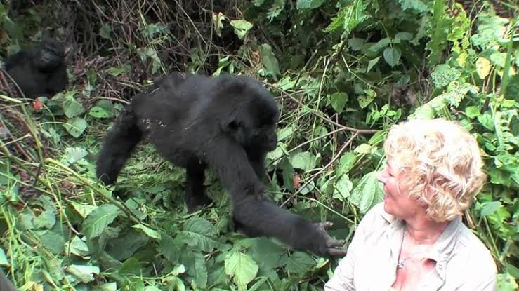 What is the minimum age for gorilla trekking in Rwanda