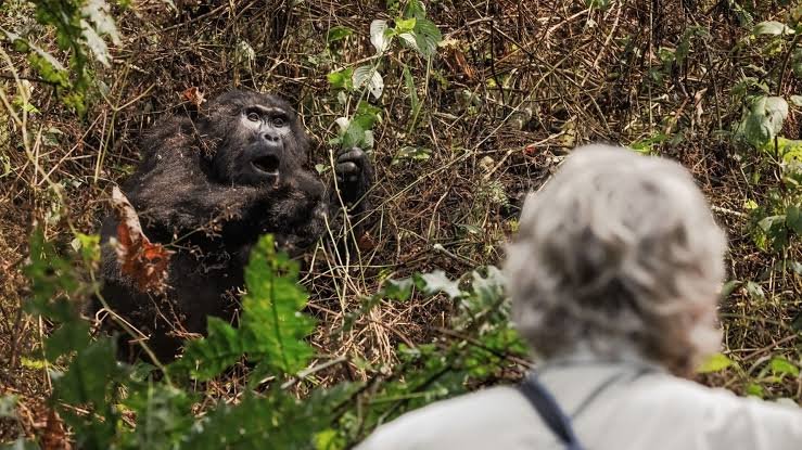 What is the minimum age for gorilla trekking in Rwanda