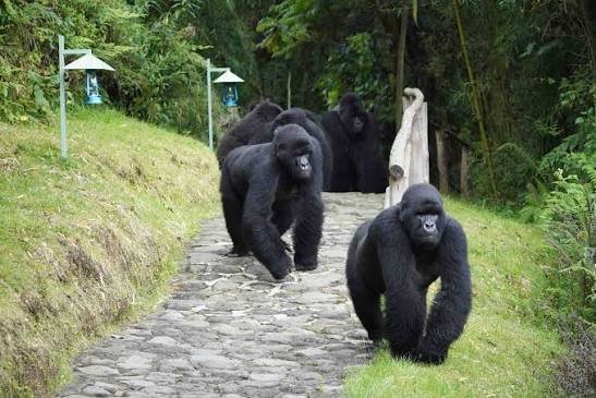 Wilderness Sabyinyo vs Virunga Lodge Gorilla Trekking Comparison