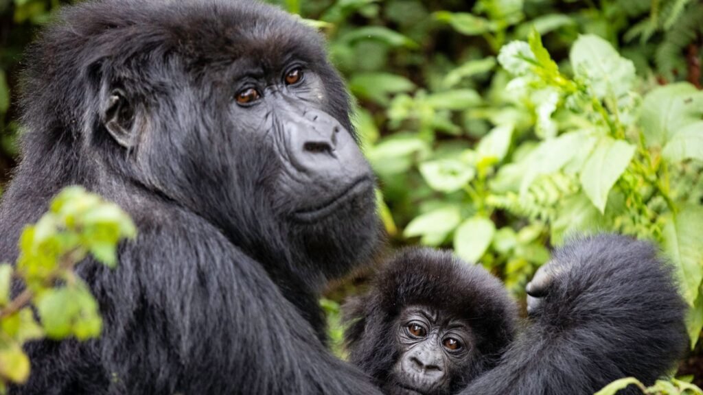 A 3 Days Luxury Gorilla Safari Rwanda can be enjoyed throughout the year because mountain gorillas live in Volcanoes National Park permanently. Many travellers prefer the dry seasons for easier hiking