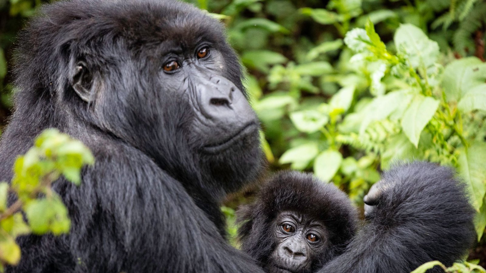 Wilderness Sabyinyo vs Virunga Lodge for Gorilla Trekking