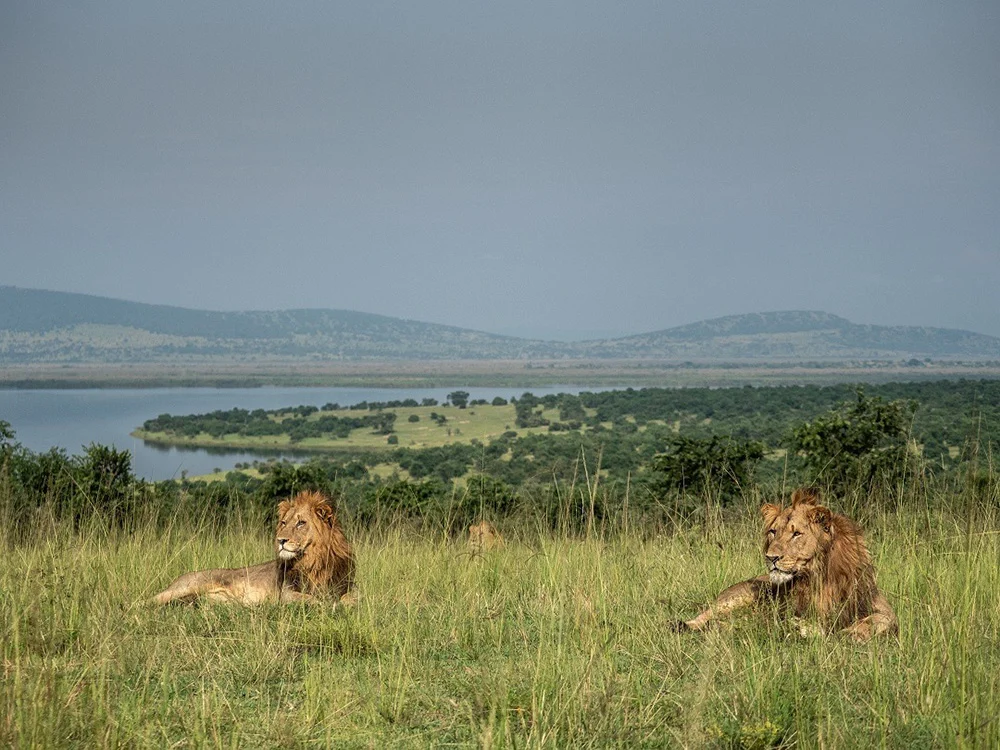 Wildlife Encounters at Wilderness Magashi Peninsula