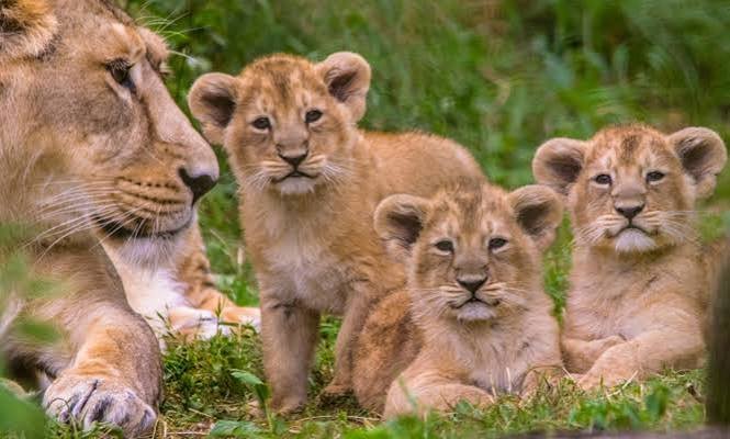 Akagera National Park Wildlife Safari in Rwanda