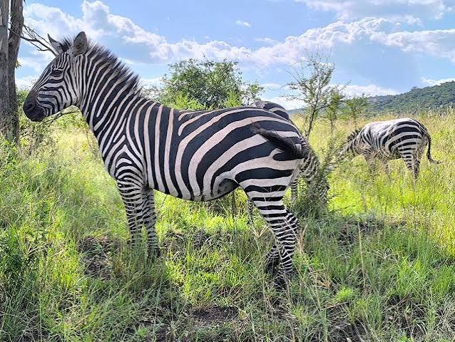 What Animals Can You See on Safari in Rwanda? Zebra