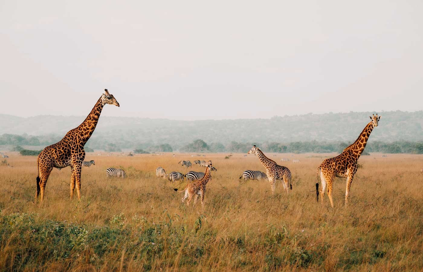 Can You Fly Internally in Rwanda? Akagera National Park fly-in safari