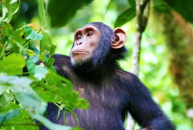 Rwanda Chimpanzee Safari Experience